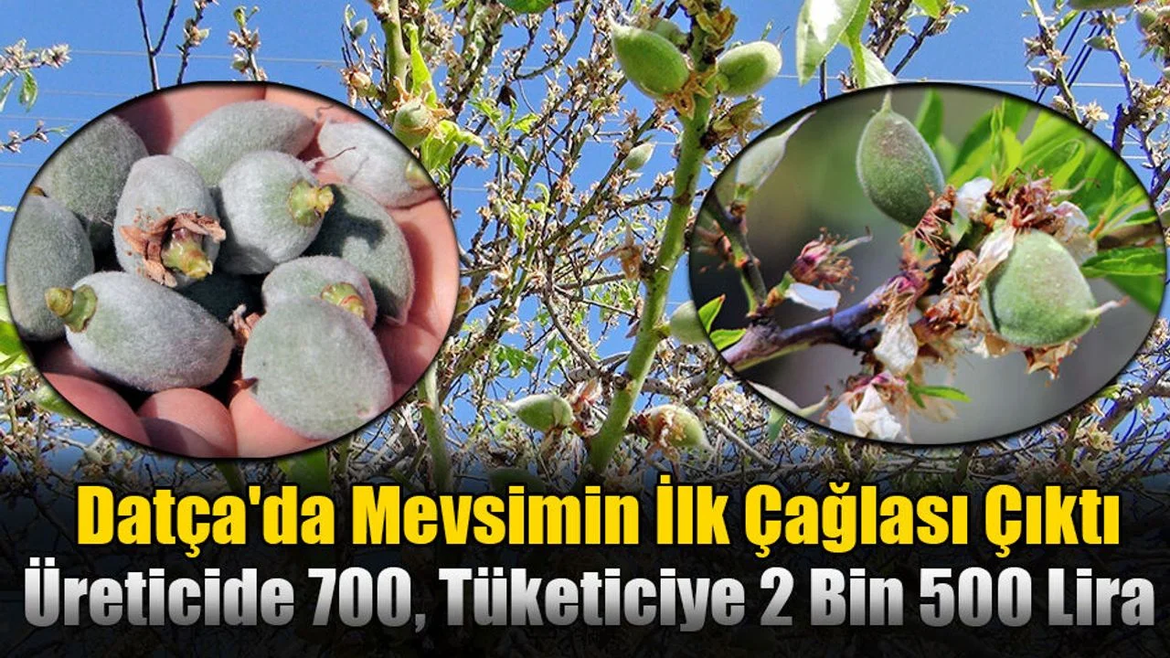 Datça'da Mevsimin İlk Çağlası Çıktı