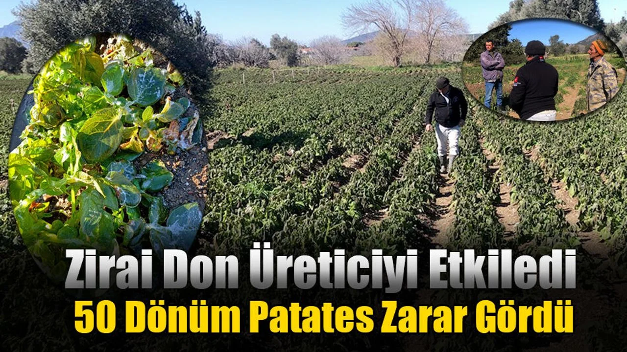 Datça'da Zirai Don Üreticiyi Etkiledi