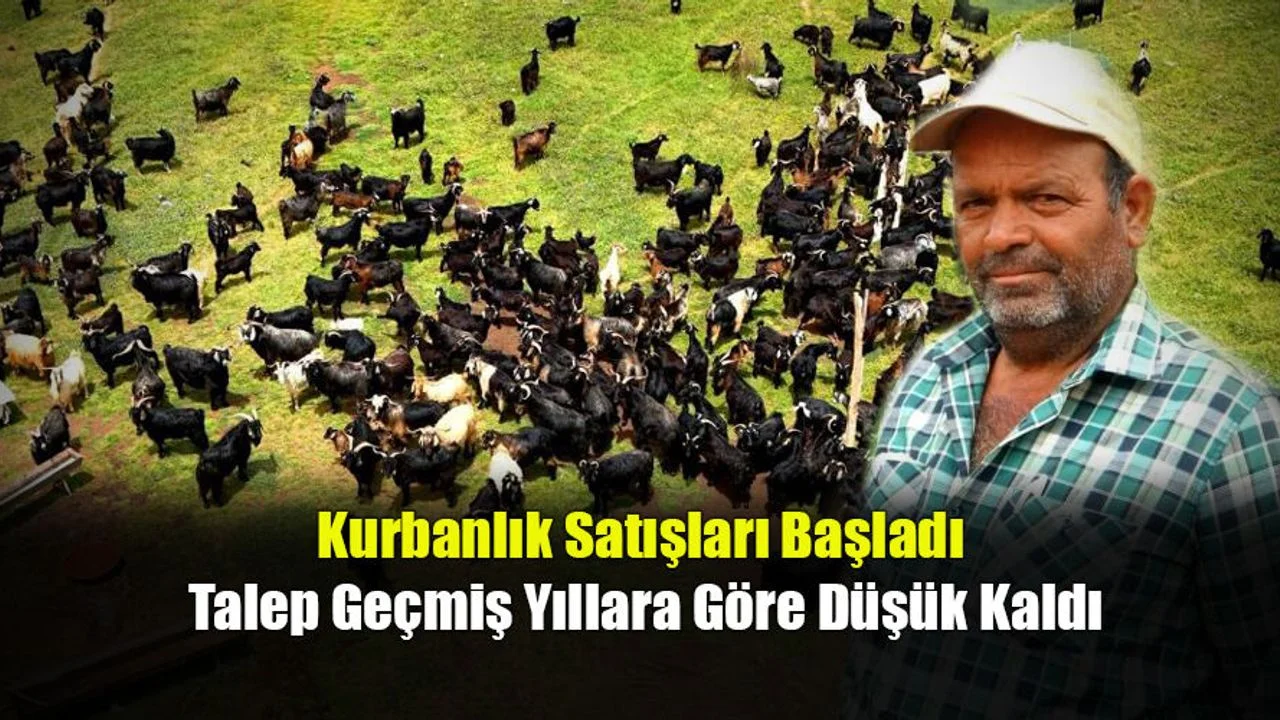 Kurbanlık Satışları Başladı, Talep Geçmiş Yıllara Göre Düşük Kaldı