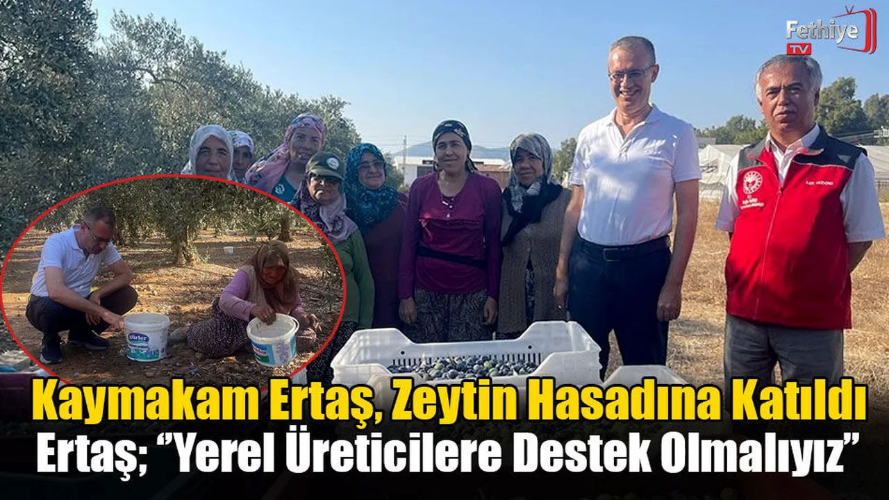 Kaymakam Ertaş, Zeytin Hasadına Katıldı