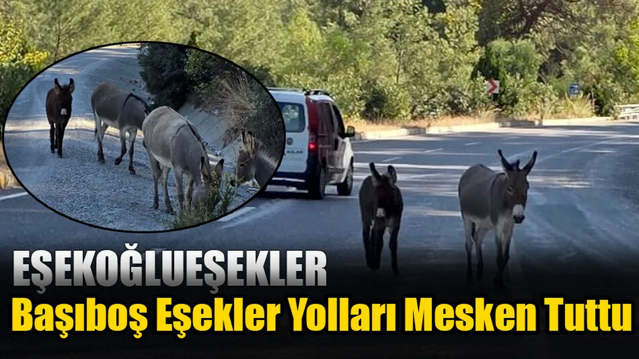 Başıboş Eşekler Yolları Mesken Tuttu