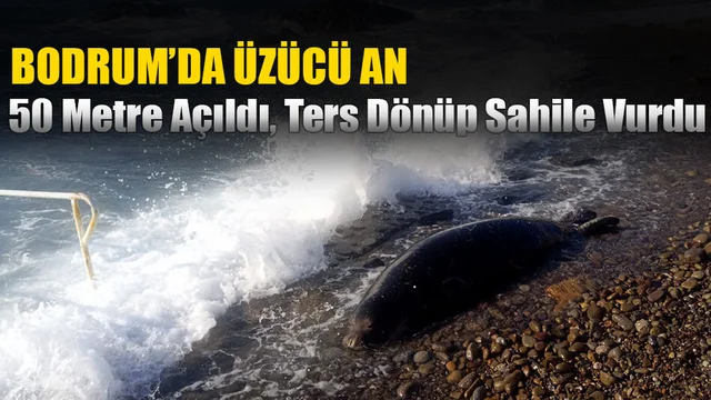 Bodrum'da Üzücü An: 50 Metre Açıldı, Ters Dönüp Sahile Vurdu