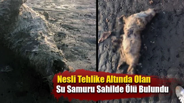 Nesli Tehlike Altında Olan Su Samuru Sahilde Ölü Bulundu