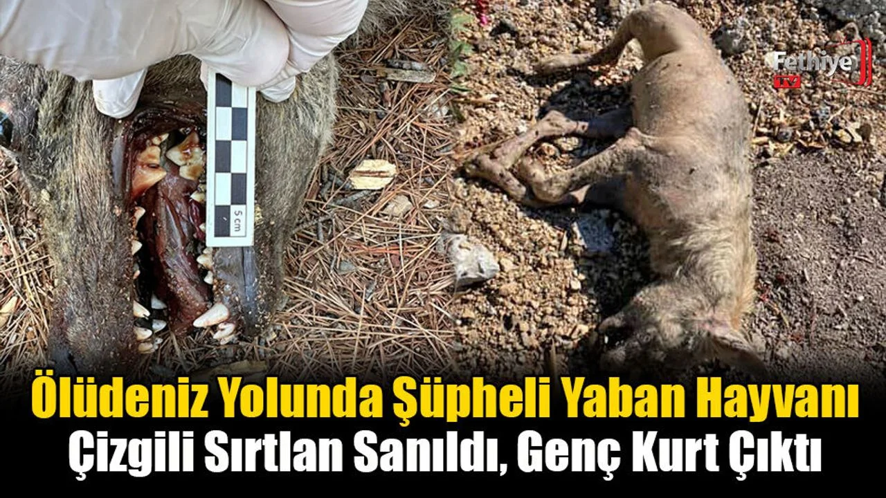 Ölüdeniz Yolunda Şüpheli Yaban Hayvanı