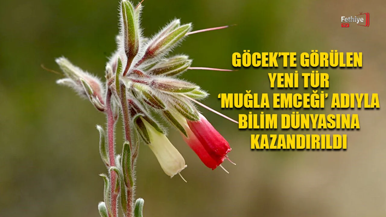 Göcek'te Görülen "Muğla Emceği” Adıyla Bilim Dünyasına Kazandırıldı