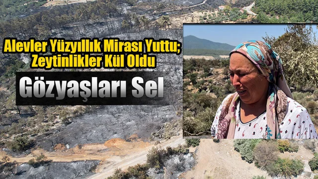 Milas’ta Alevler Yüzyıllık Mirası Yuttu; Zeytinlikler Kül Oldu