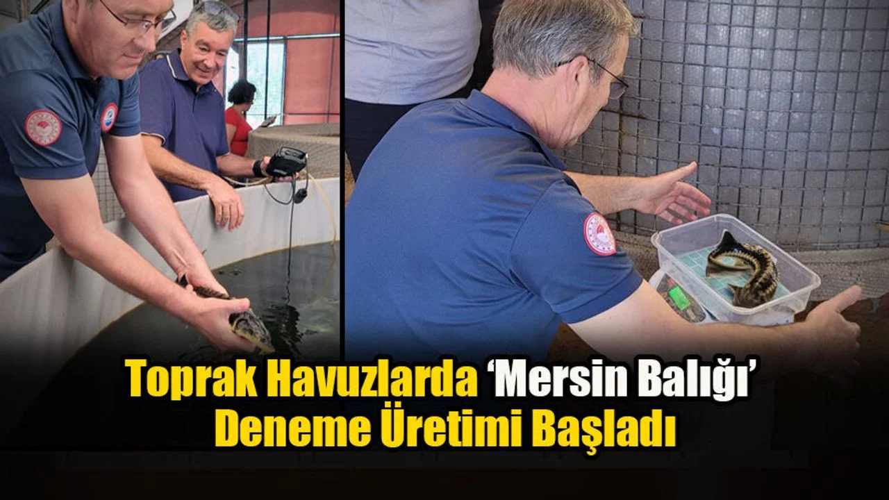 Toprak Havuzlarda ‘Mersin Balığı’ Deneme Üretimi Başladı
