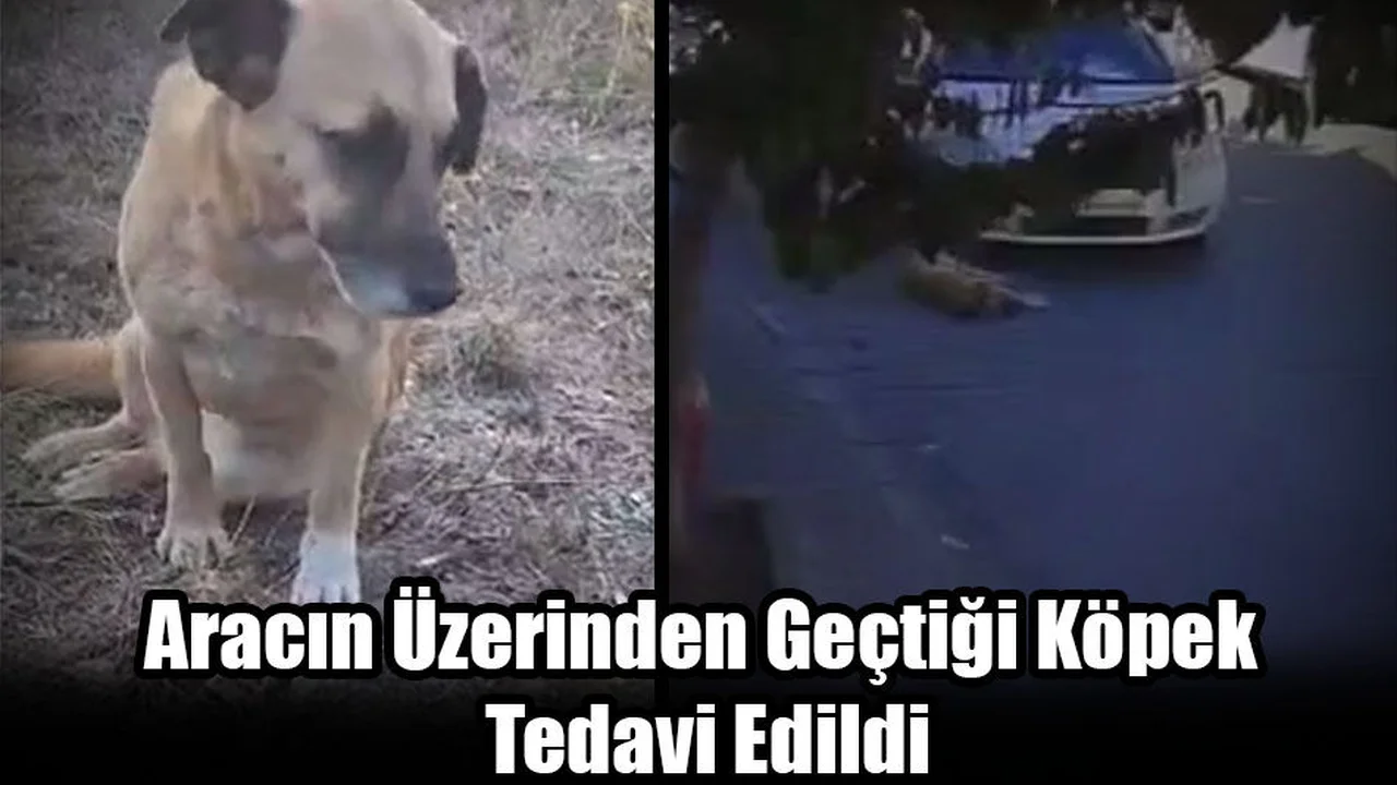 Aracın Üzerinden Geçtiği Köpek Tedavi Edildi