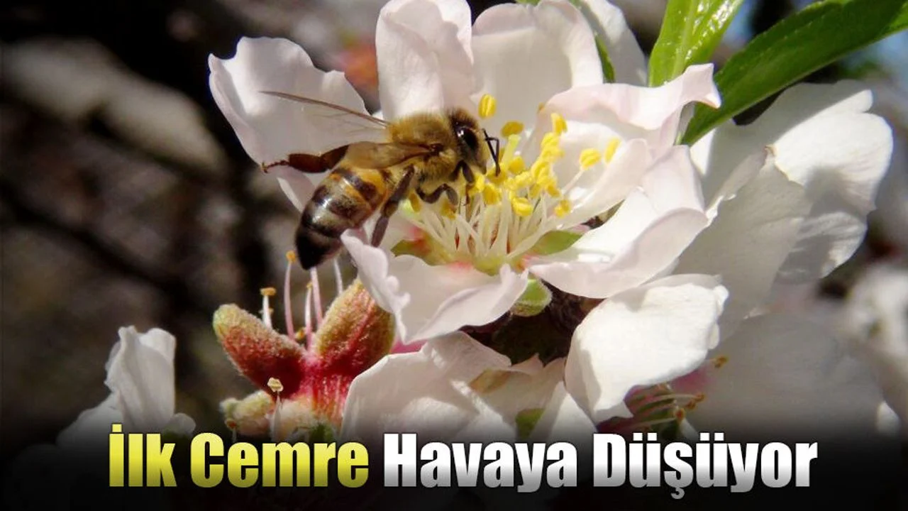 İlk Cemre Havaya Düşüyor