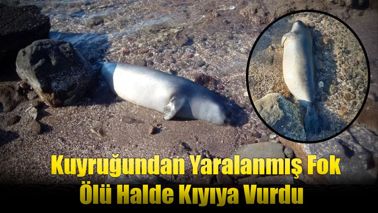 Kuyruğundan Yaralanmış Fok Ölü Halde Kıyıya Vurdu