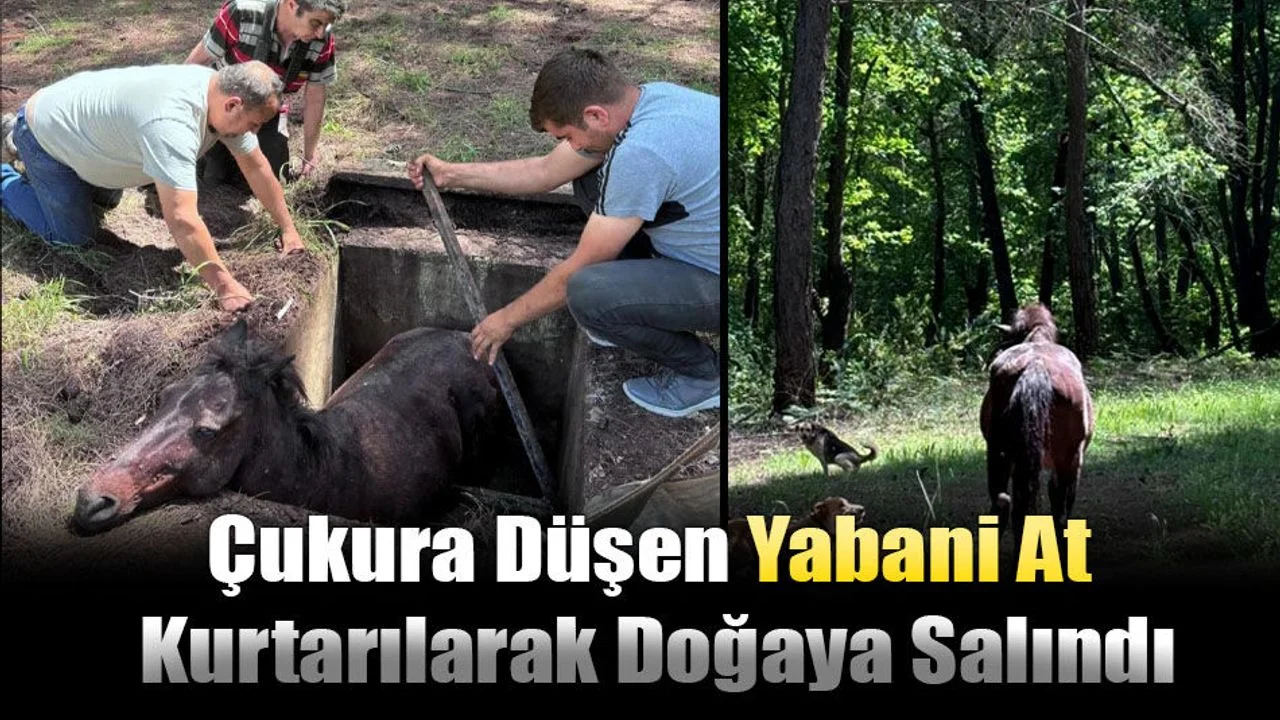 Çukura Düşen Yabani At Kurtarılarak Doğaya Salındı