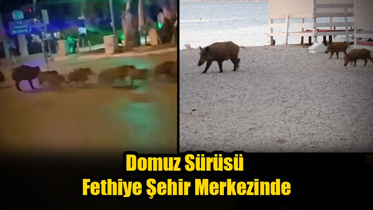 Domuz Sürüsü Fethiye Şehir Merkezinde