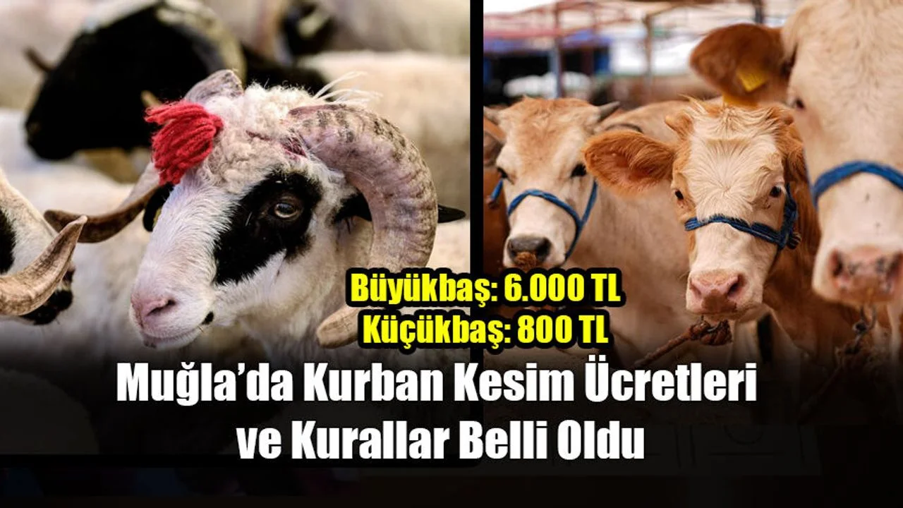 Muğla’da Kurban Kesim Ücretleri ve Kurallar Belli Oldu