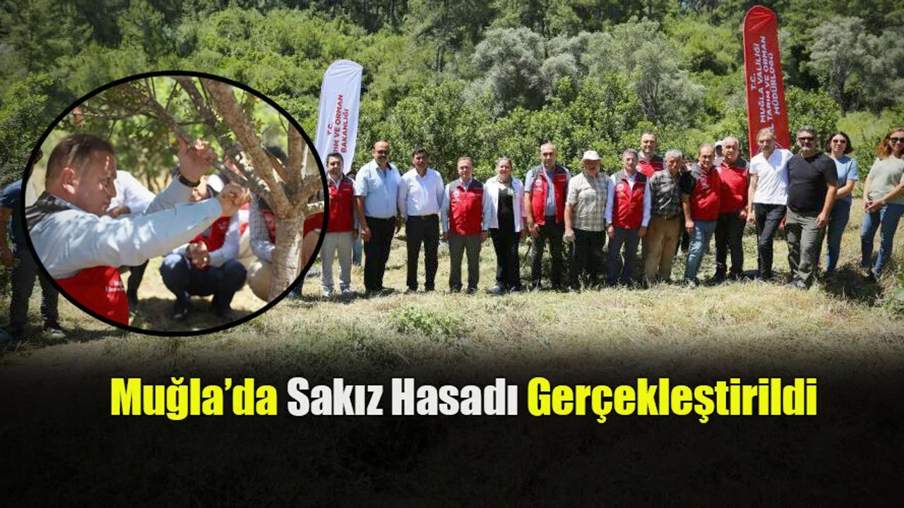 Muğla’da Sakız Hasadı Gerçekleştirildi