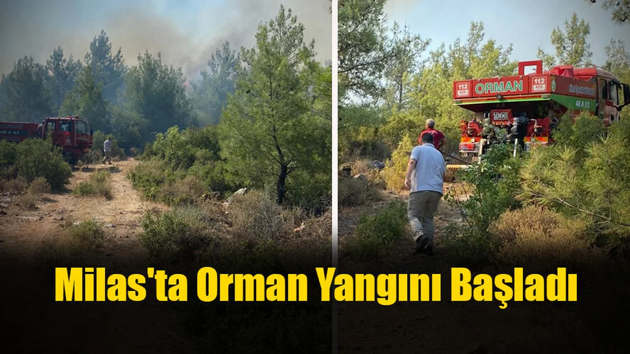 Milas'ta Orman Yangını Başladı