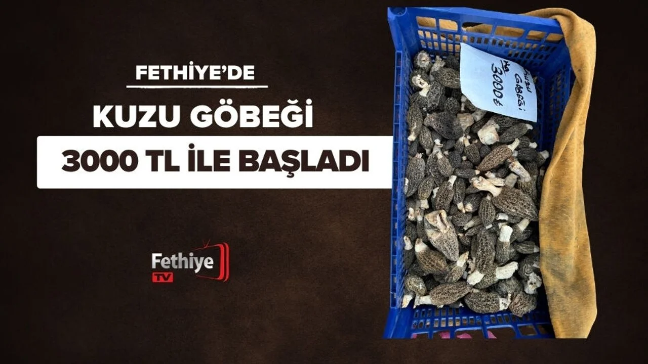 Kuzugöbeği Mantarı Fiyatı Dudak Uçuklattı!
