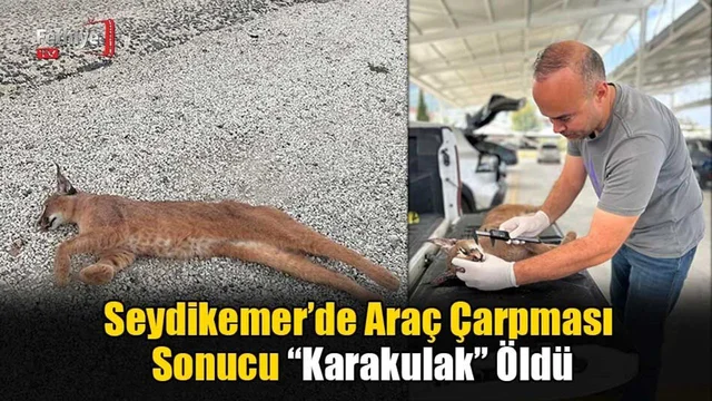 Seydikemer’de Araç Çarpması Sonucu “Karakulak” Öldü