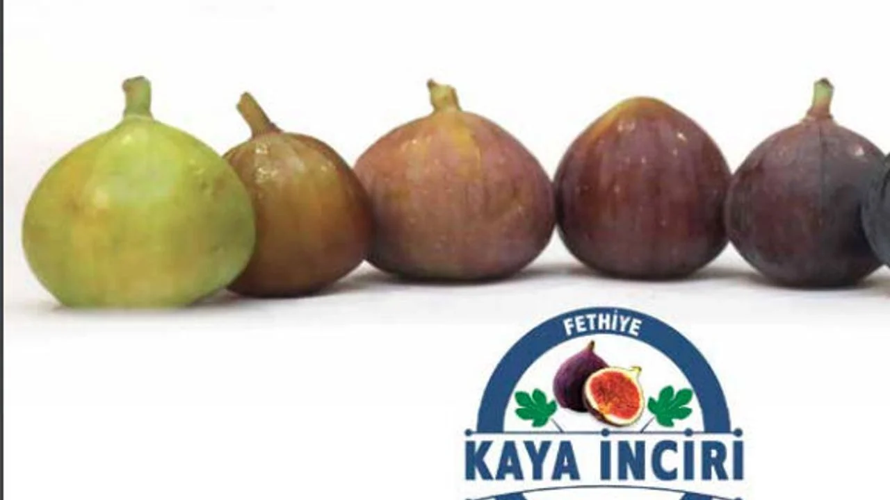 Fethiye'nin Siyah İncisi : Kaya İnciri 2025