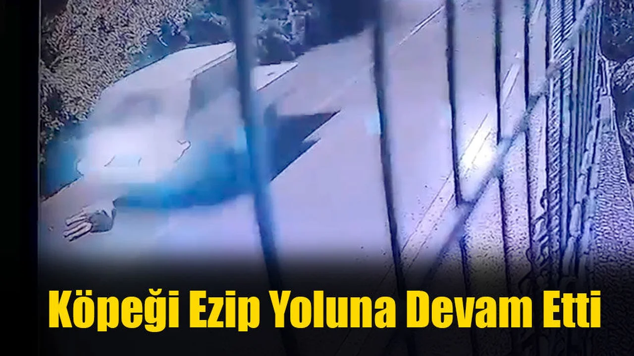 Köpeği Ezip Yoluna Devam Etti