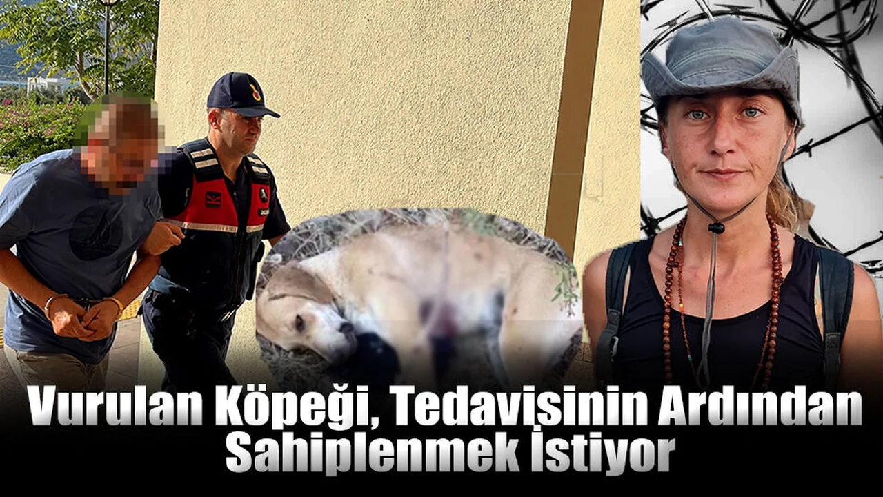 Vurulan Köpeği, Tedavisinin Ardından Sahiplenmek İstiyor