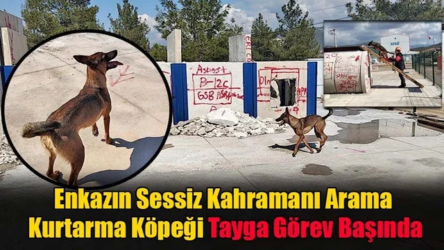 Enkazın Sessiz Kahramanı Arama Kurtarma Köpeği Tayga Görev Başında