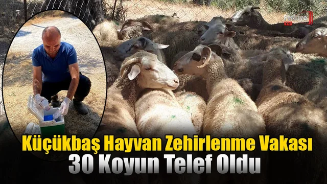Küçükbaş Hayvan Zehirlenme Vakası: 30 Koyun Telef Oldu