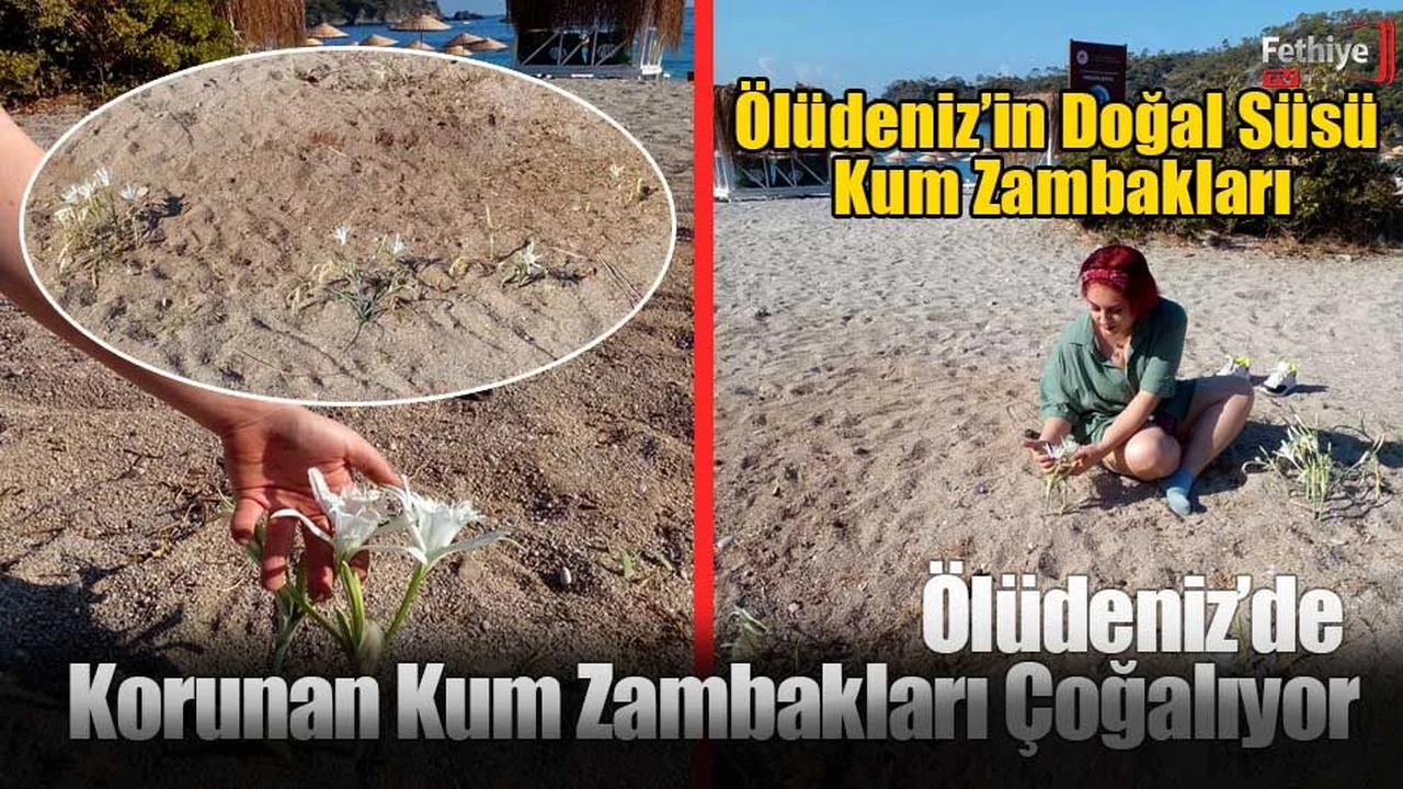 Fethiye Ölüdeniz’de Korunan Kum Zambakları Çoğalıyor