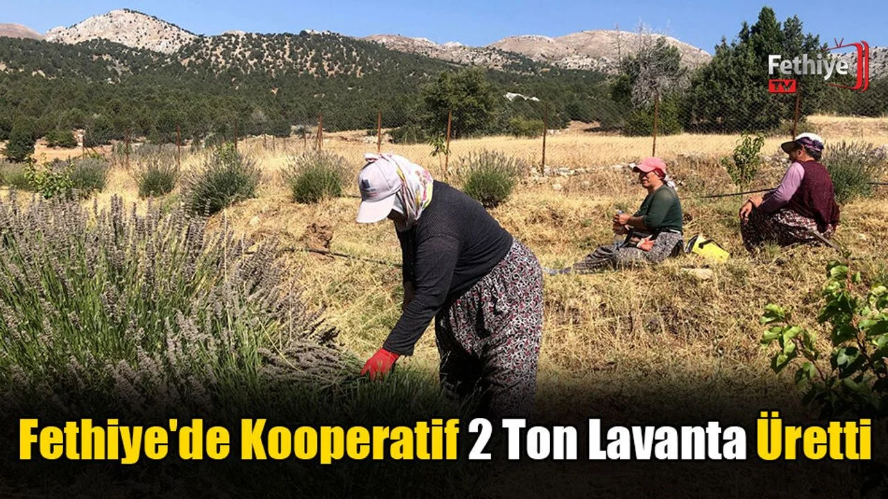 Fethiye'de Kooperatif 2 Ton Lavanta Üretti