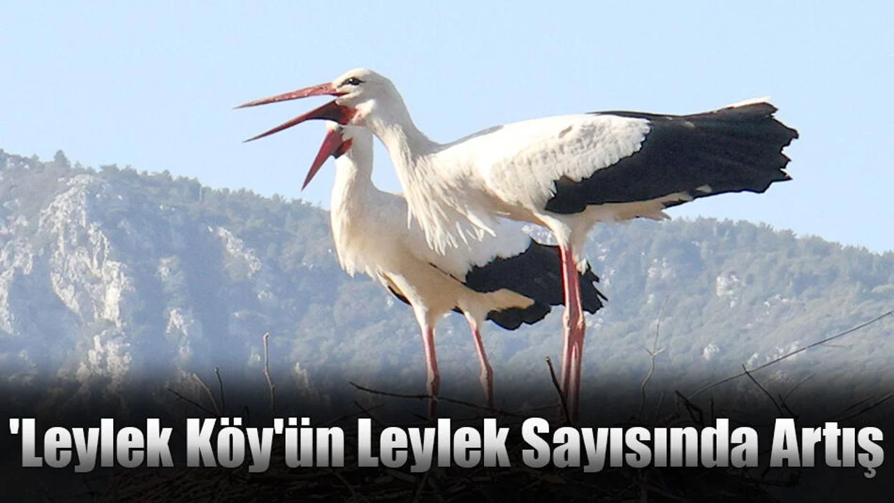 'Leylek Köy'ün Leylek Sayısında Artış