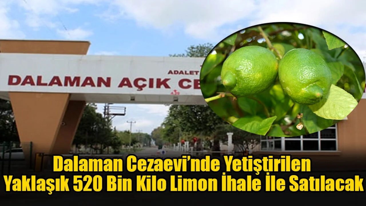 Dalaman Cezaevi’nde Yetiştirilen Yaklaşık 520 Bin Kilo Limon İhale İle Satılacak