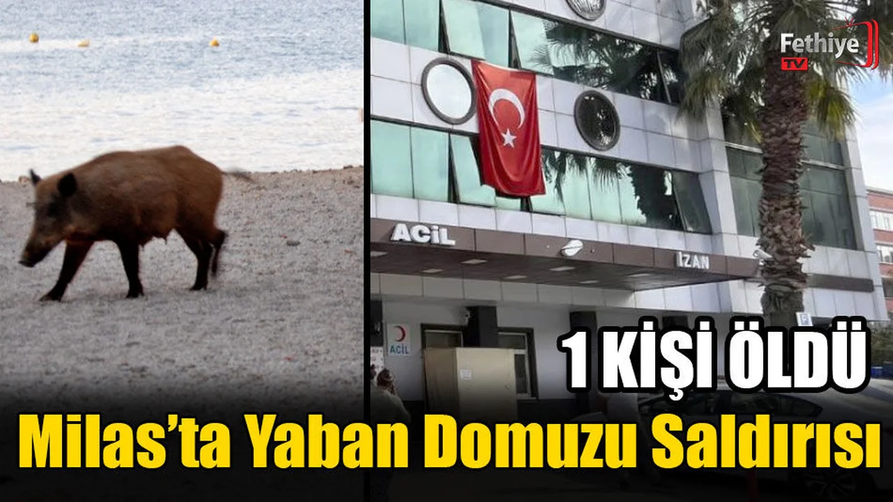 Yaban Domuzu Saldırısında 1 Kişi Öldü