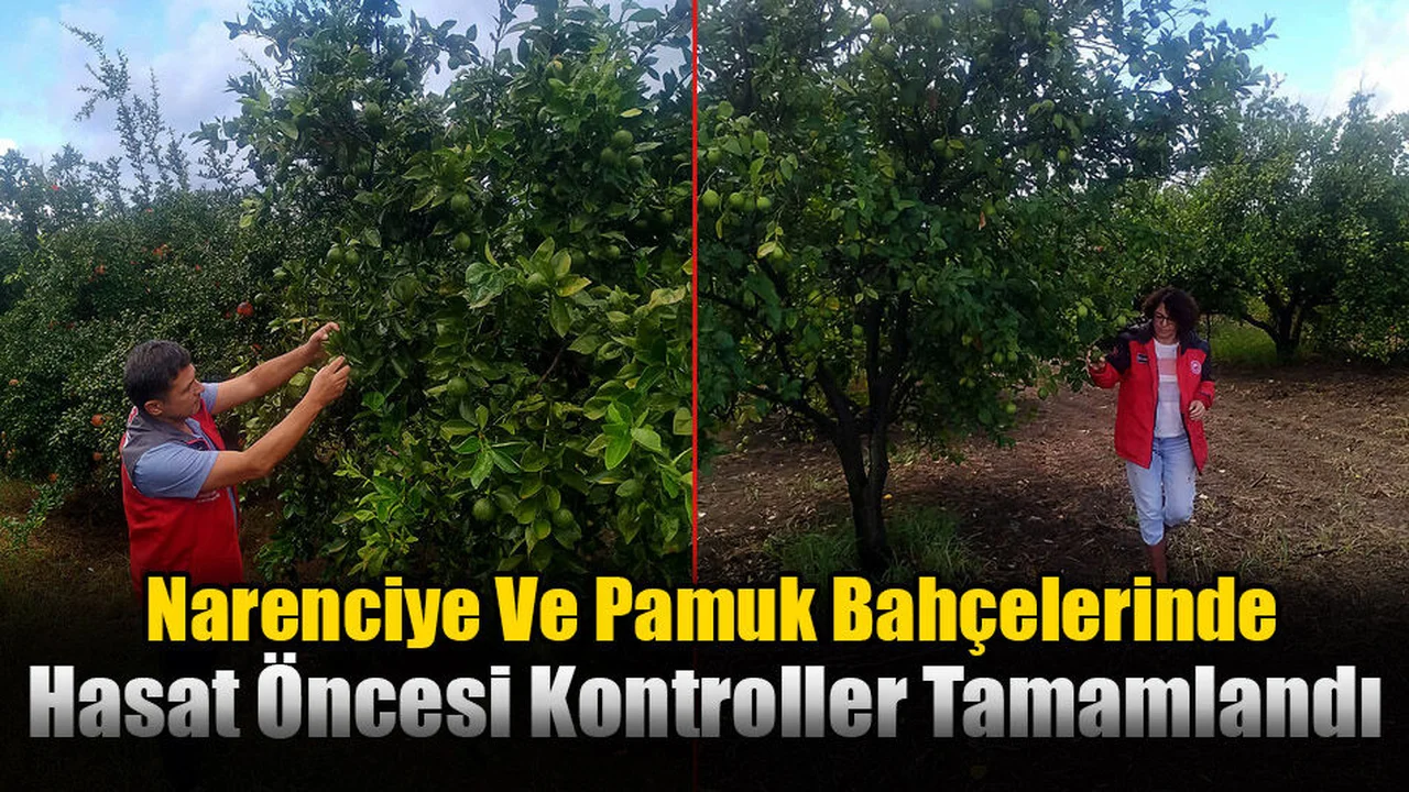 Narenciye Ve Pamuk Bahçelerinde Hasat Öncesi Kontroller Tamamlandı