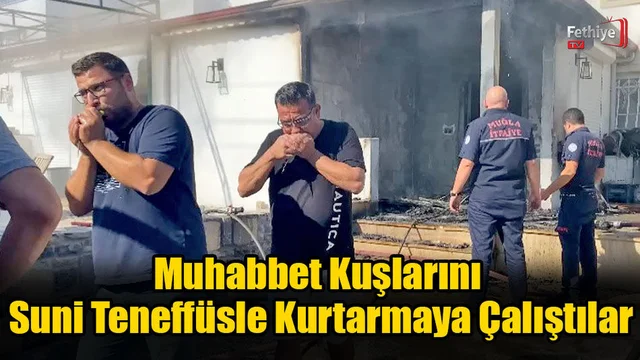 Muhabbet Kuşlarını Suni Teneffüsle Kurtarmaya Çalıştılar