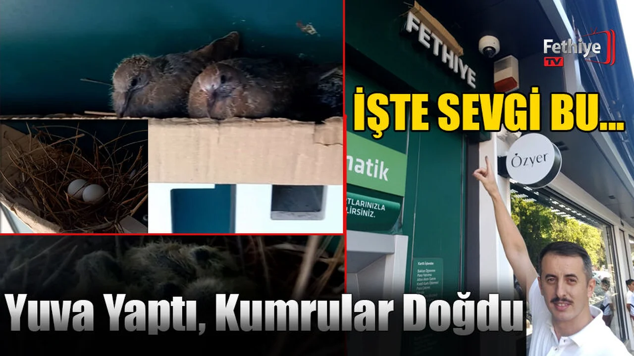 Yuva Yaptı, Kumrular Doğdu