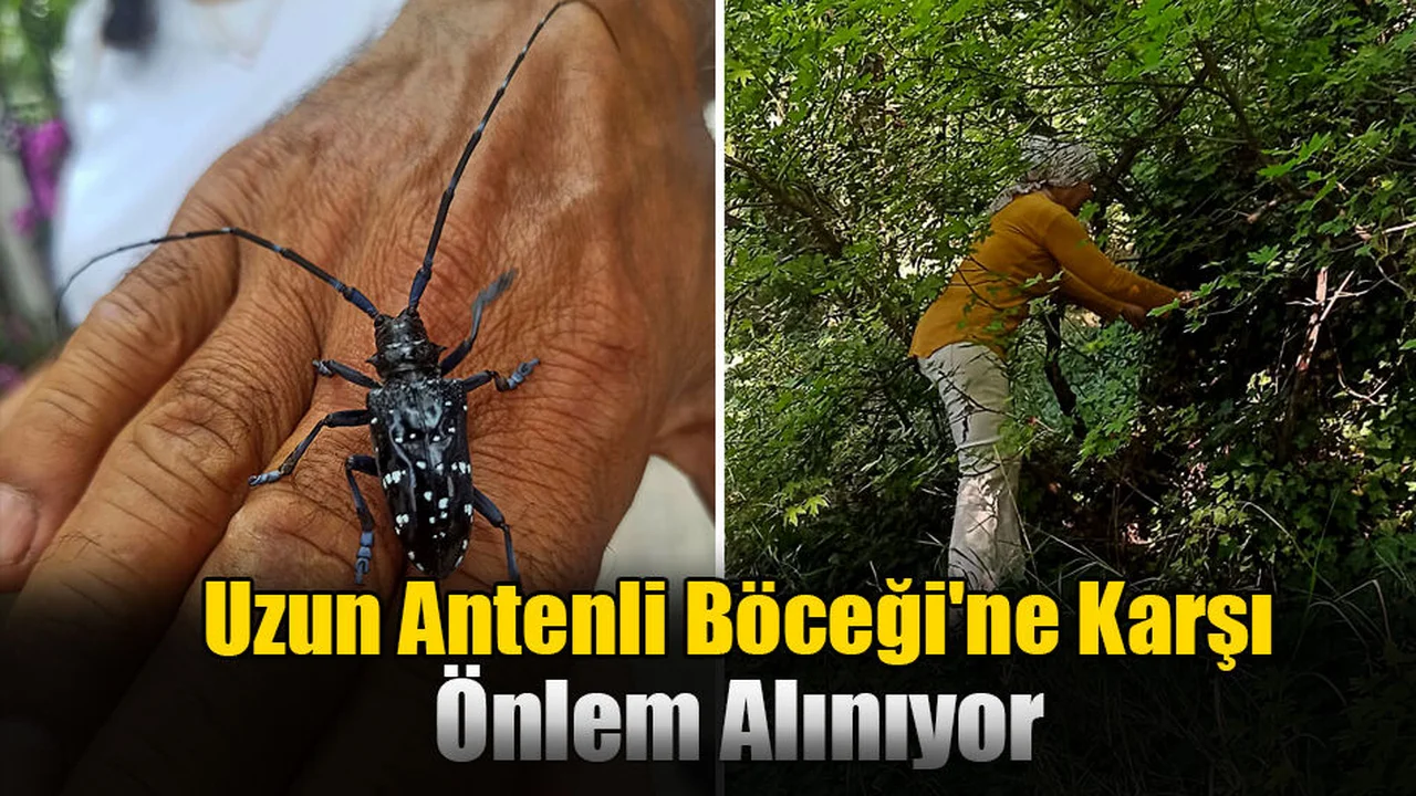 Ortaca’daki Ağaçlar İçin Önlem Alınıyor