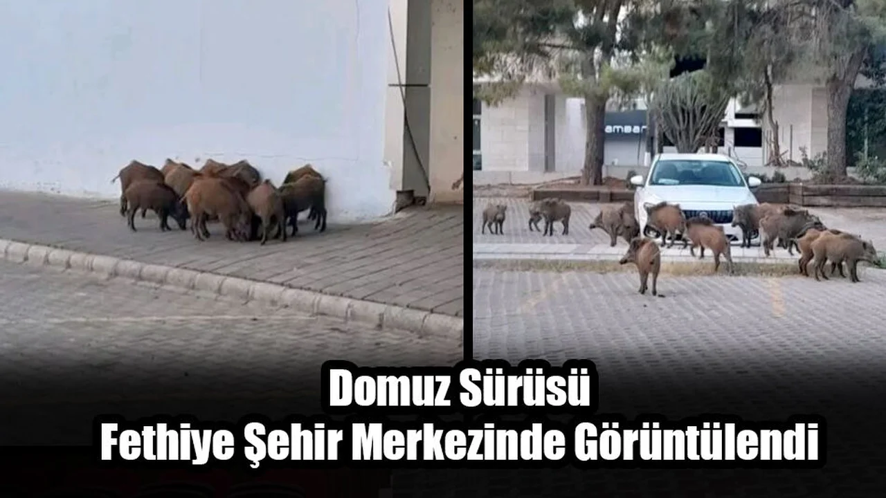 Domuz Sürüsü Fethiye Şehir Merkezinde Görüntülendi