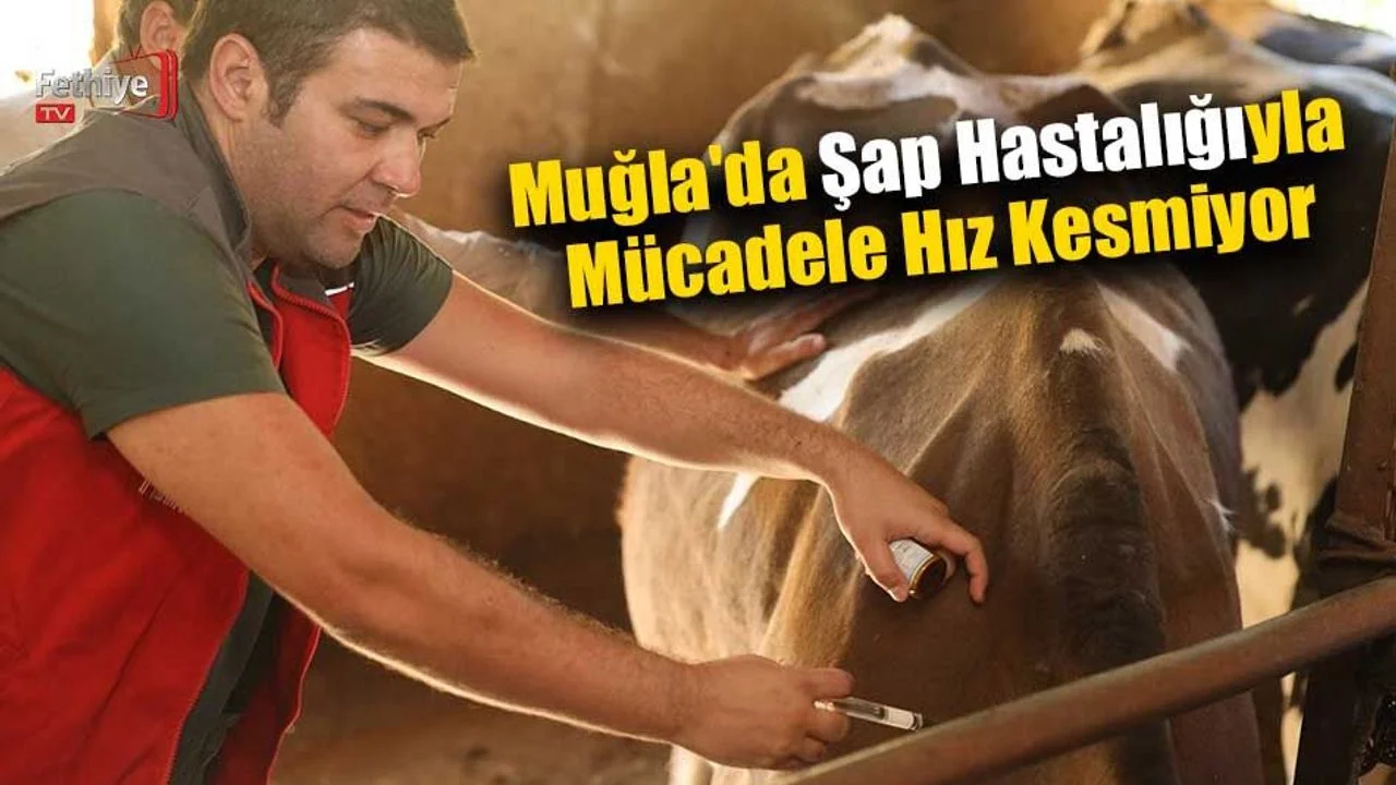 Şap Hastalığıyla Mücadele Hız Kesmiyor