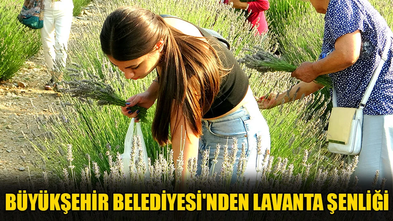 Muğla Büyükşehir Belediyesi'nden Lavanta Şenliği
