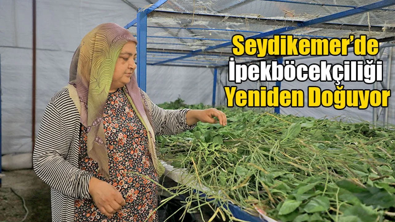 Seydikemer’de İpekböcekçiliği Yeniden Doğuyor