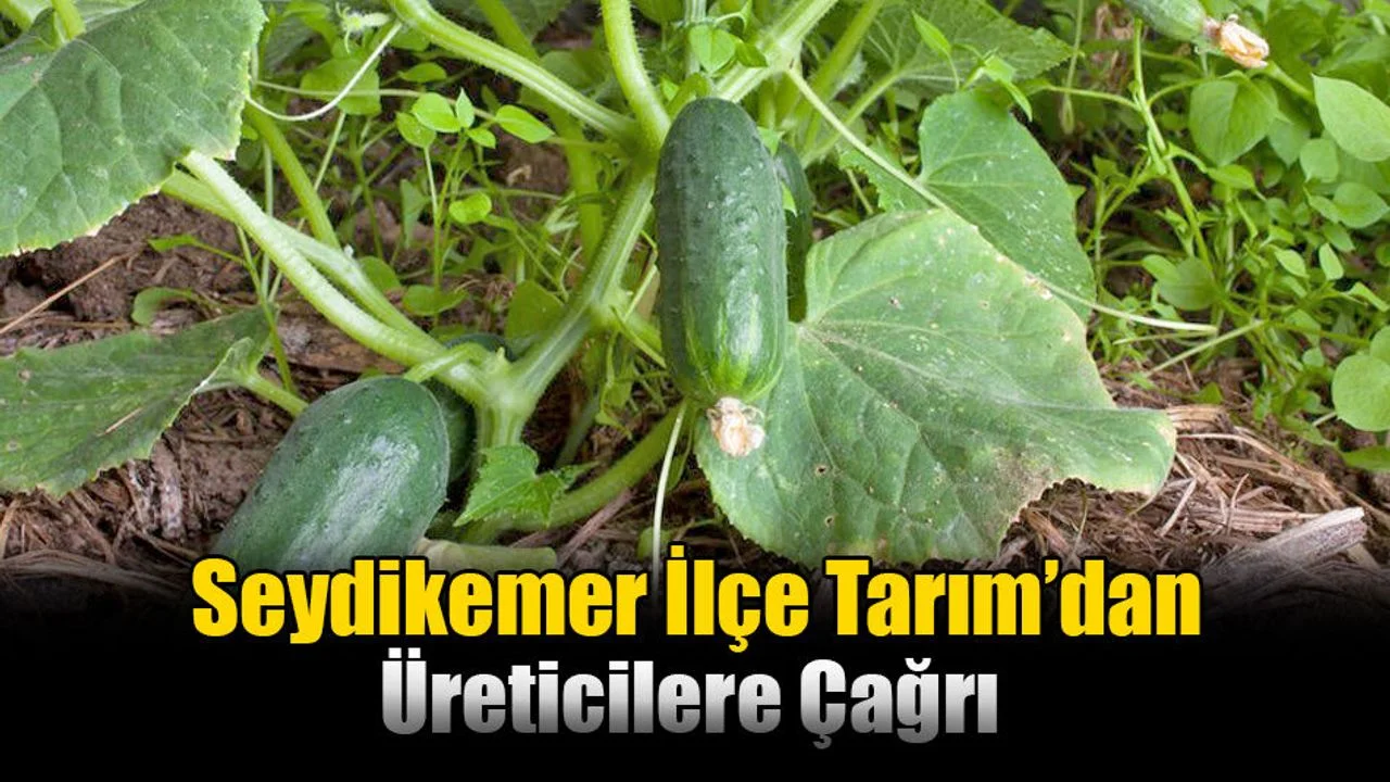 Seydikemer İlçe Tarım’dan Üreticilere Çağrı