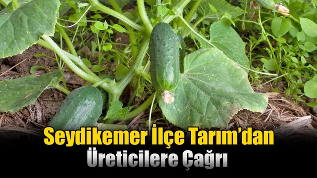 Seydikemer İlçe Tarım’dan Üreticilere Çağrı
