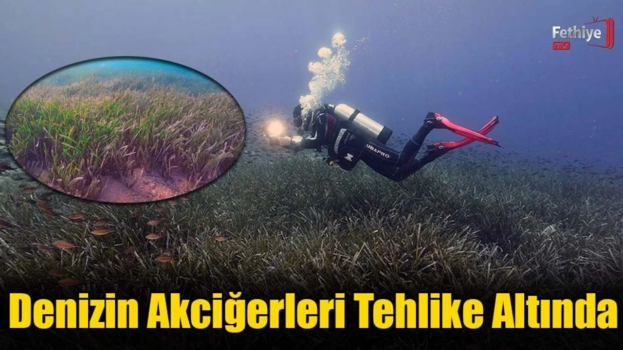 Denizin Akciğerleri Tehlike Altında