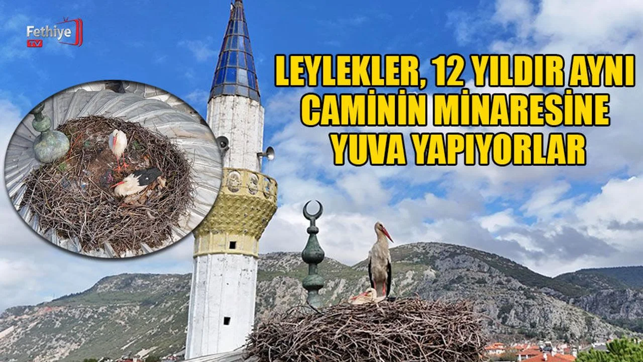 Leylekler, 12 Yıldır Aynı Caminin Minaresine Yuva Yapıyorlar