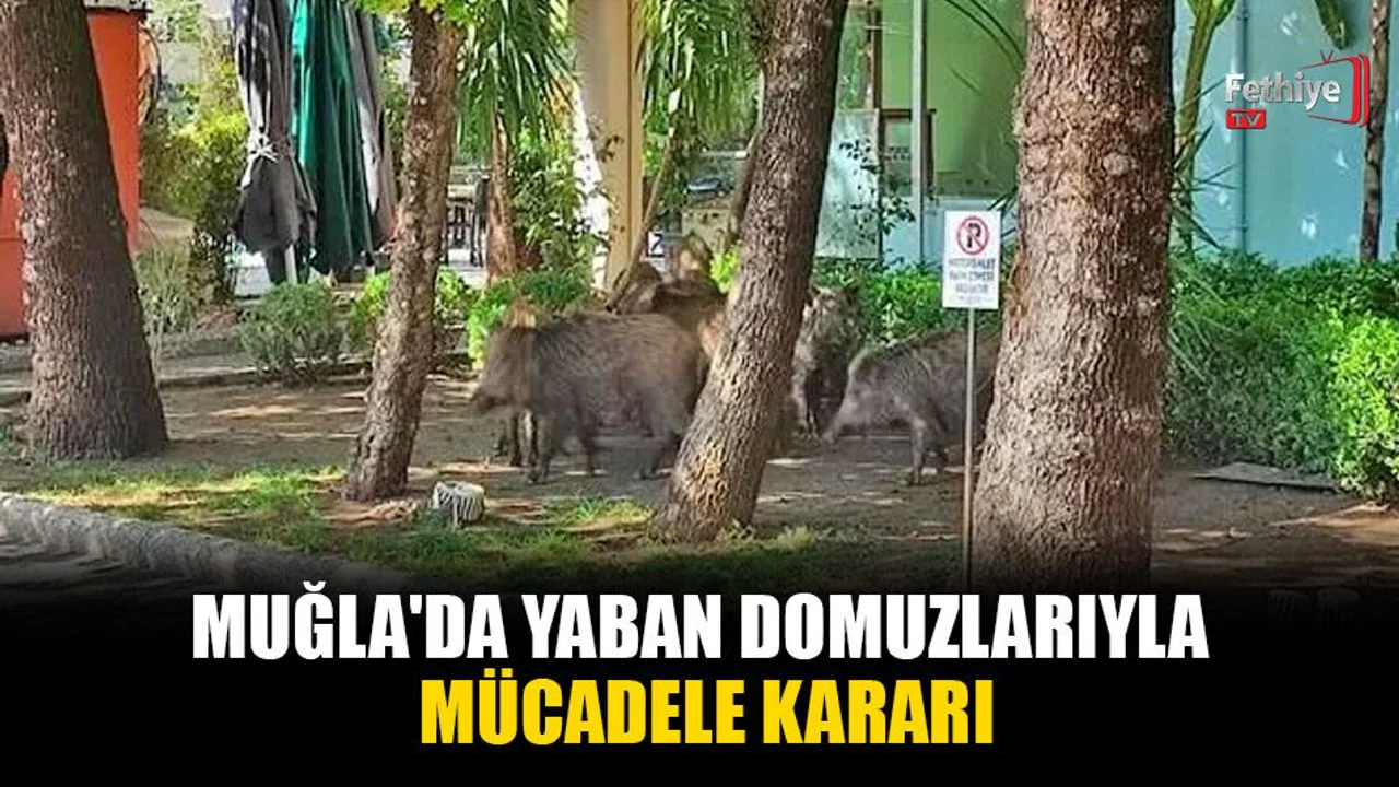 Muğla'da Yaban Domuzlarıyla Mücadele Kararı