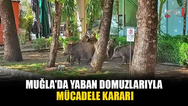 Muğla'da Yaban Domuzlarıyla Mücadele Kararı