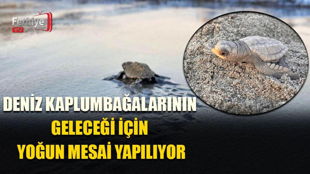 Caretta Caretta Yavruları Denizle Buluştu