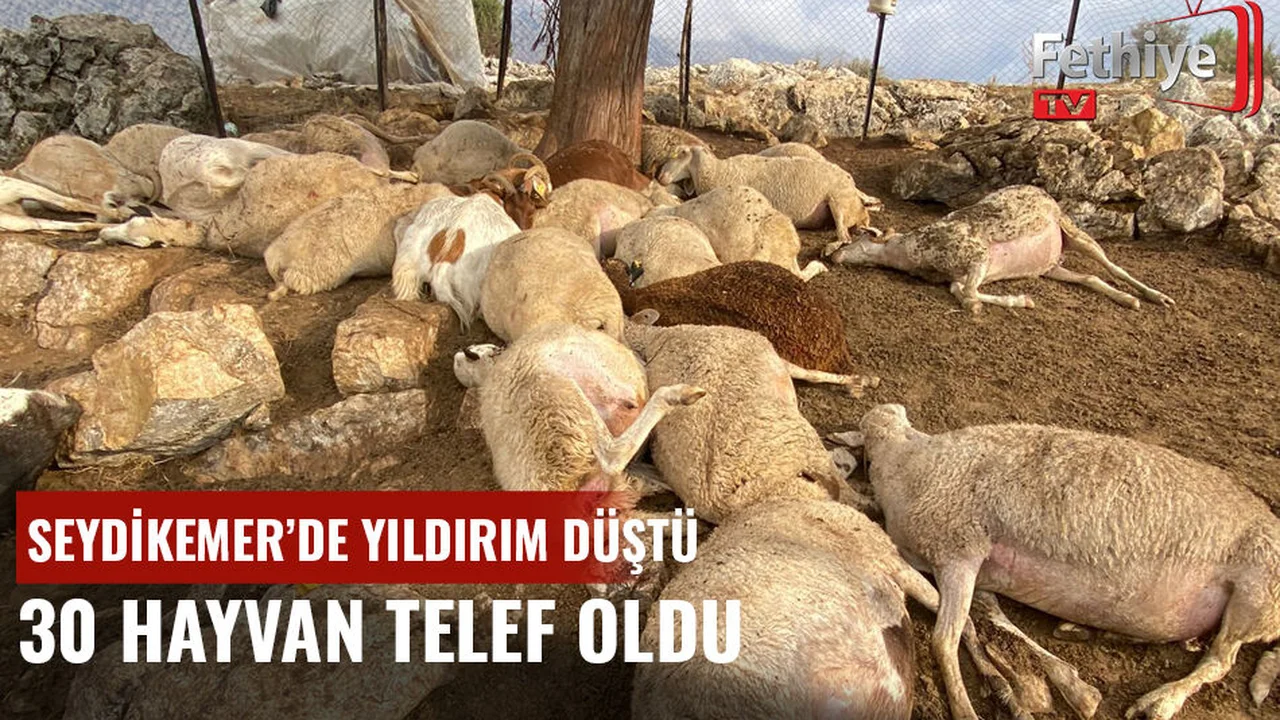 Yıldırım Düştü 30 Hayvan Telef Oldu
