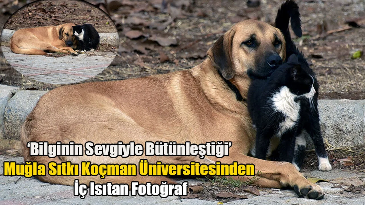 Kedi Ve Köpeğin Dostluğu, Objektife Yansıdı