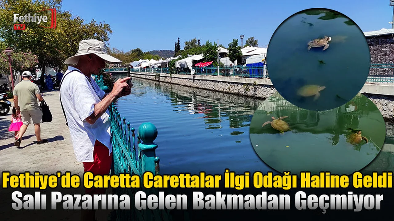 Fethiye'de Caretta Carettalar İlgi Odağı Haline Geldi
