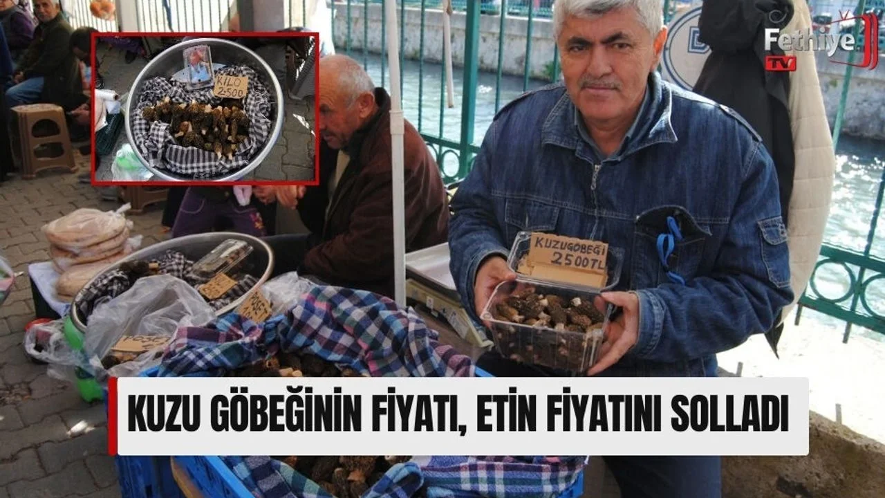 Kuzugöbeği Mantarının Kilosu 2 Bin 500 TL